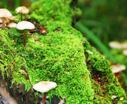 世界体能挑战赛：体适能评估体系被更多队伍采纳，体适能锦标赛