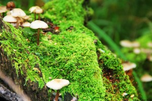 世界拳击青训安全监管体系二期扩展计划，拳击世青赛