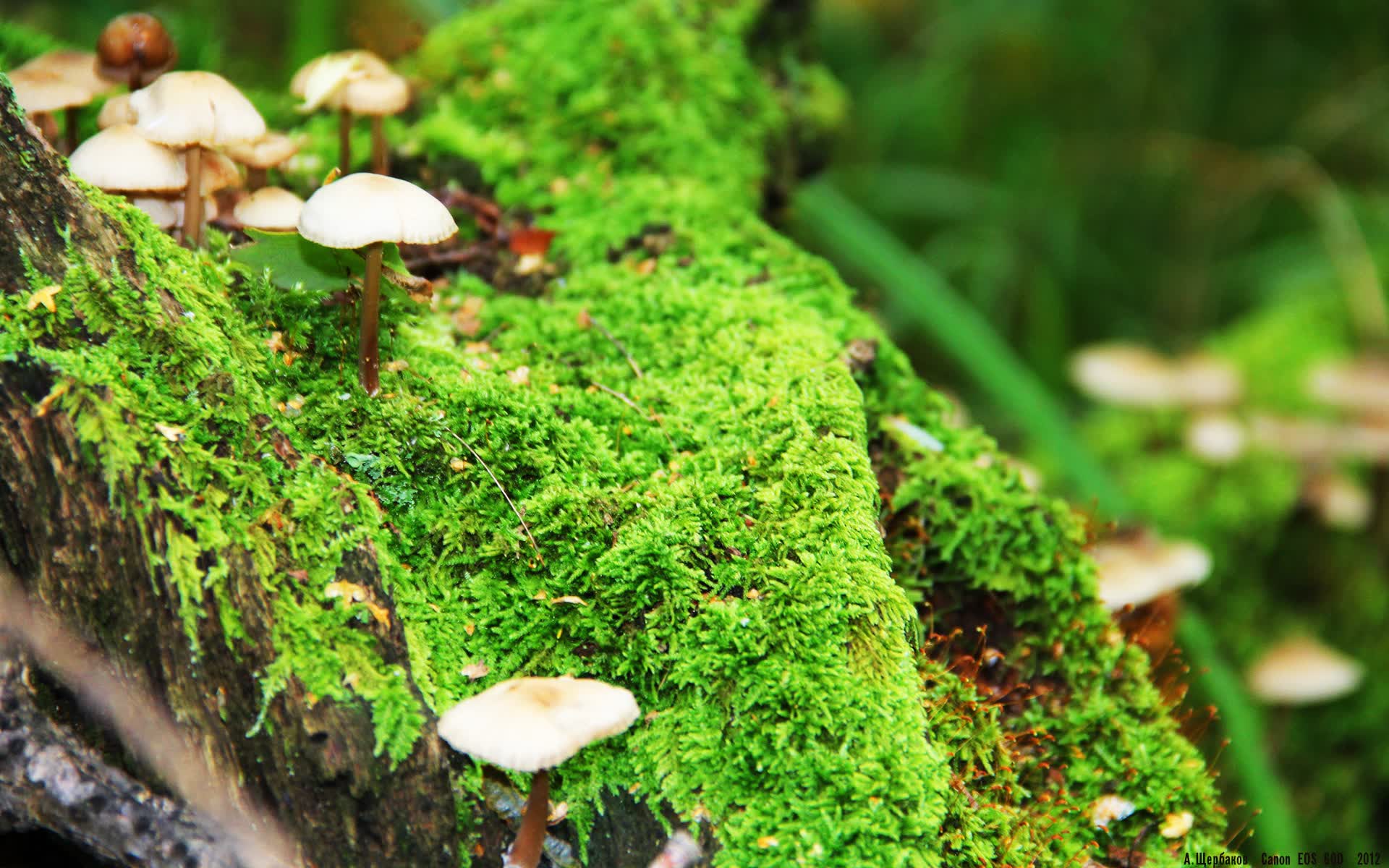 世界拳击青训安全监管体系二期扩展计划，拳击世青赛